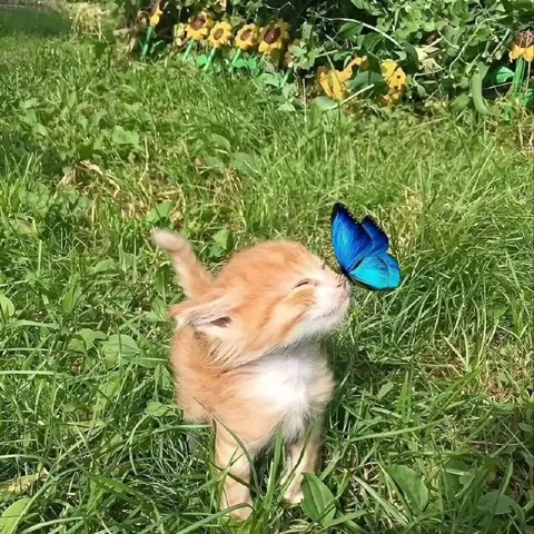Котёнок нюхает бабочку