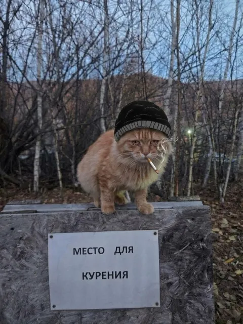 Кот на месте для курения