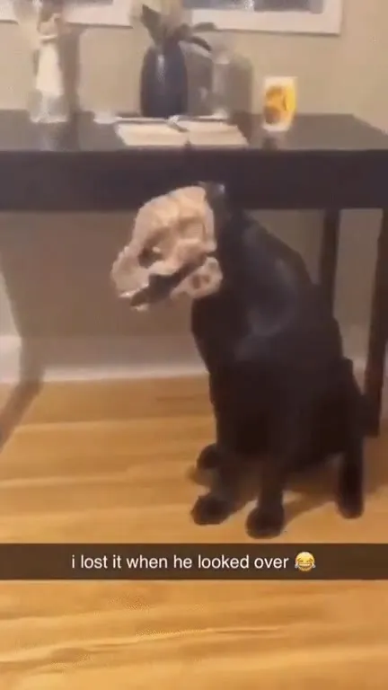 Dinosaur Dog Looks Over