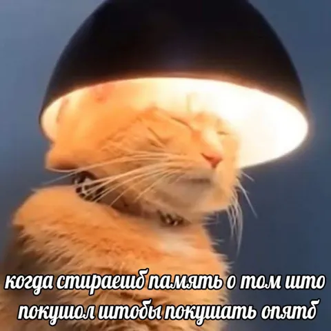 Кот в лампе забыл купить
