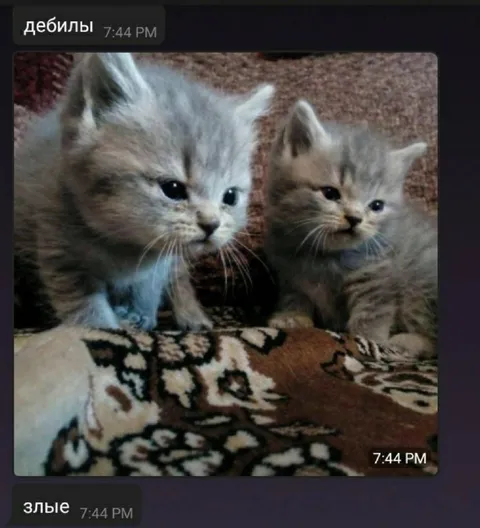Злые котята-дебилы