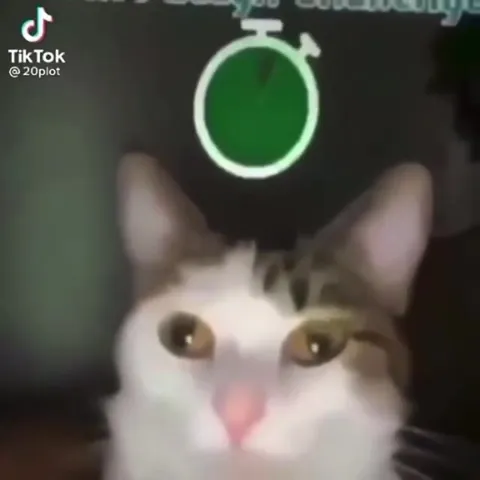 Cat Don’t Laugh Challenge