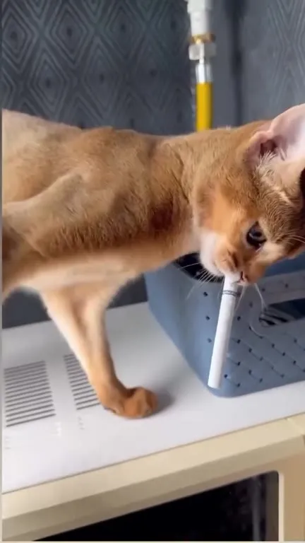 Кот не отдаёт сигарету
