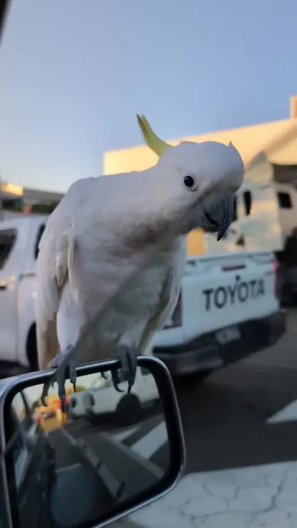Curious Cockatoo Returns Five Minutes Later