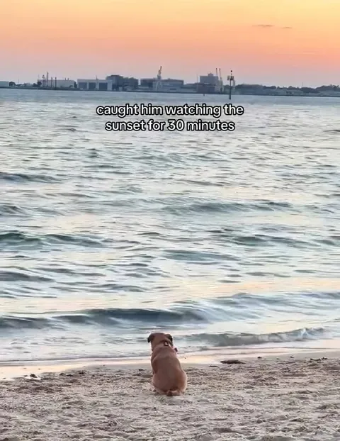 Dog Watching the Sunset