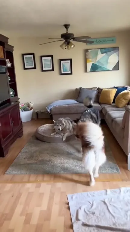 Dogs Howling for Help