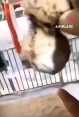 Кот тянется к бумаге