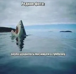 Акула ударилась мизинцем