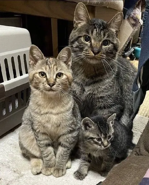 Котята хотят быть как взрослые