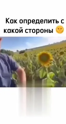 Как определить сторону по подсолнухам