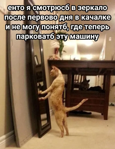 Кот после первого дня в качалке