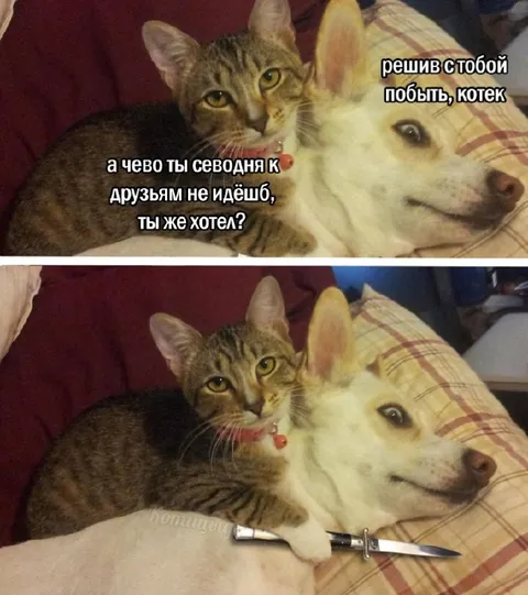 Кот пришёл с ножом