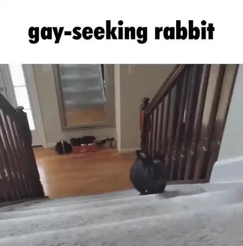Gay-Seeking Rabbit on the Stairs