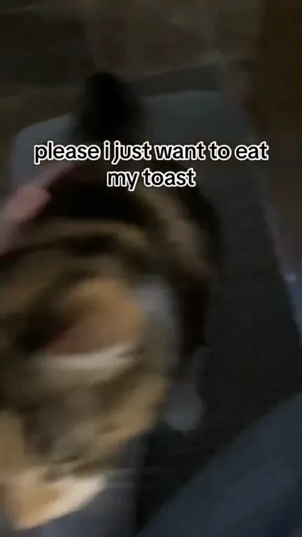 Cat Wants My Toast