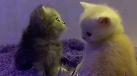 Котёнок отвернулся и ушёл