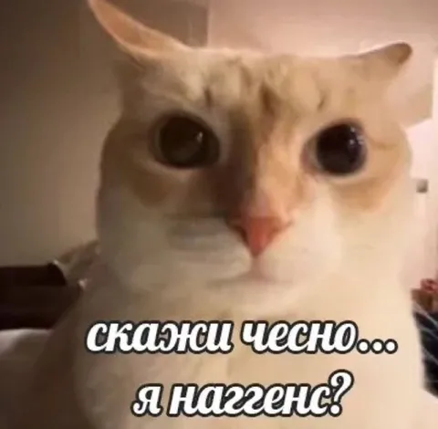 Кот спрашивает, наггенс ли он