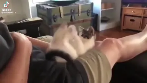 Котёнок отбивает боинг на животе