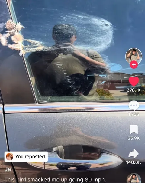 Bird Smacked Me at 80 MPH