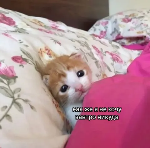 Котёнок не хочет никуда