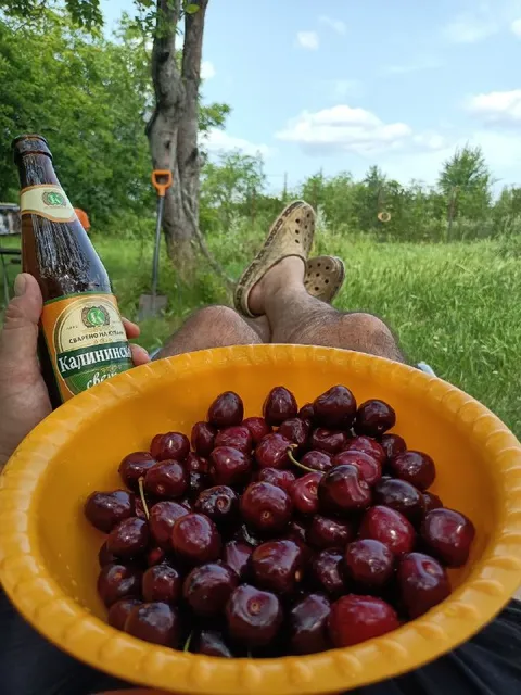 Дачный отдых с черешней