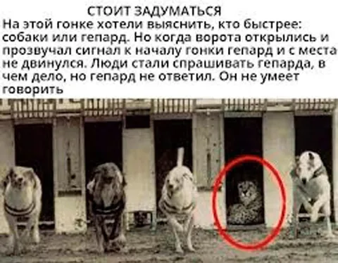 Гепард не умеет говорить