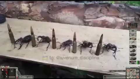 Тараканы маршируют между пулями