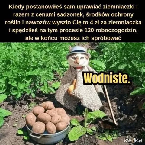 120 roboczogodzin na ziemniaczki
