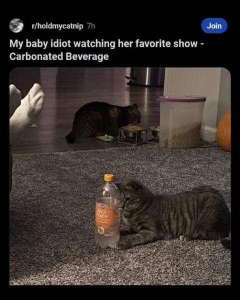 Cat Watching Carbonated Beverage