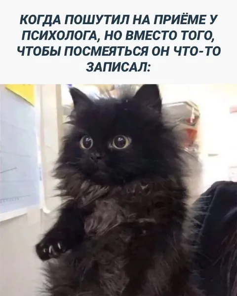 Кот на приёме у психолога