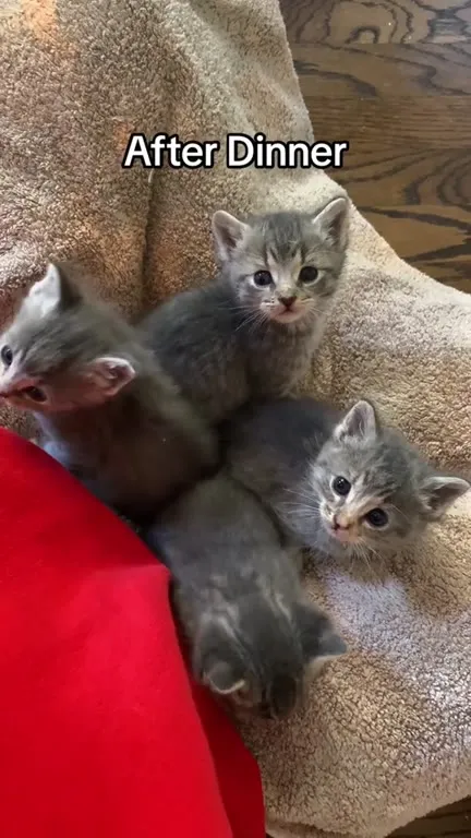 Kittens Before and After Dinner