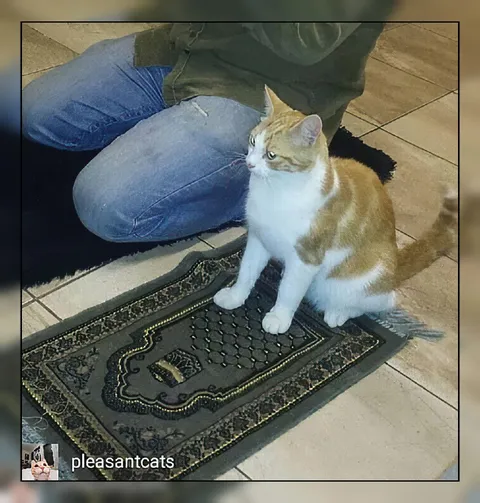 Cat Praying on the Rug