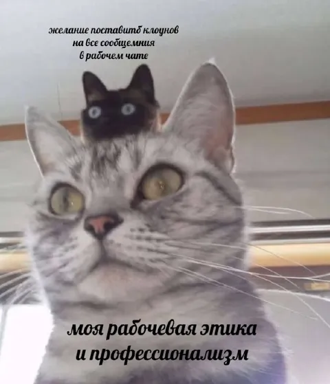 Кот ставит клоунов в рабочем чате