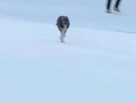 Собака покоряет олимпийскую трассу