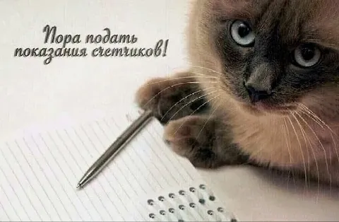 Кот подаёт показания счётчиков