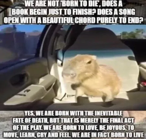 Capybara on the Meaning of Life