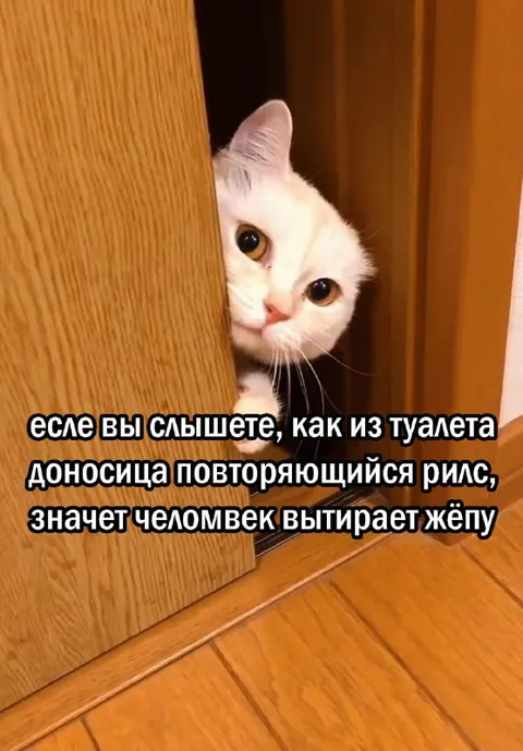 Кот подслушивает странный звук