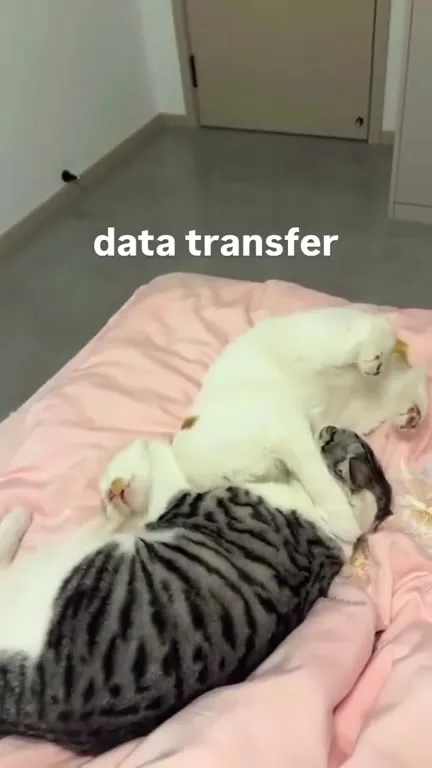 Cats Performing Data Transfer
