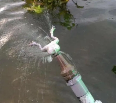 Лягушка на водяной трубе