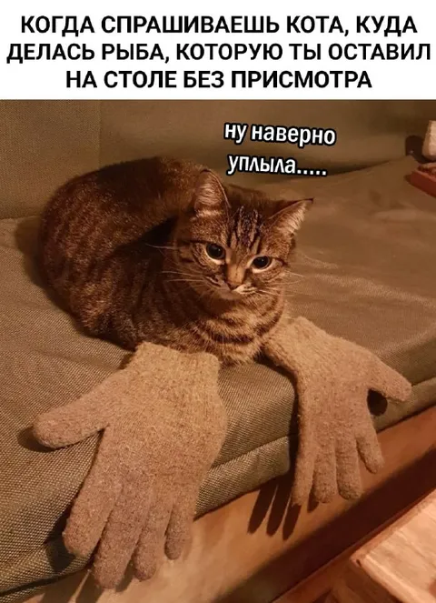 Кот съел рыбу и отрицает
