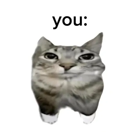 Me You Us Watermelon Cat