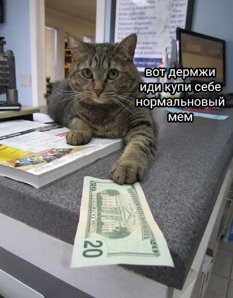 Кот даёт деньги на нормальный мем