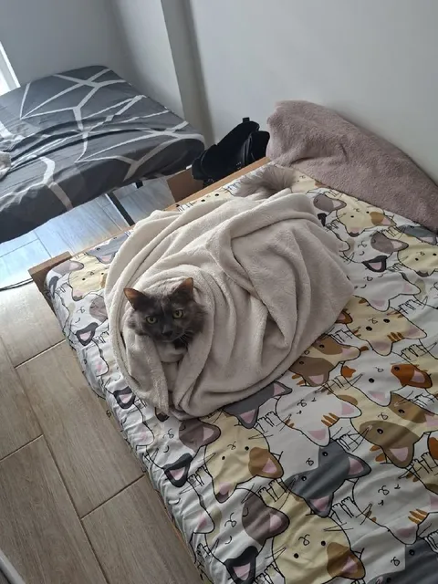Кот спрятался под одеялом
