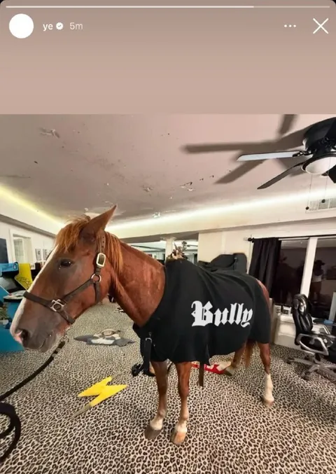 Horse Wearing a Bully Shirt