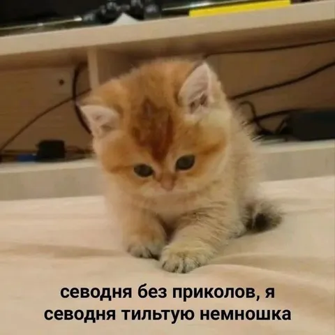 Котёнок сегодня тильтует