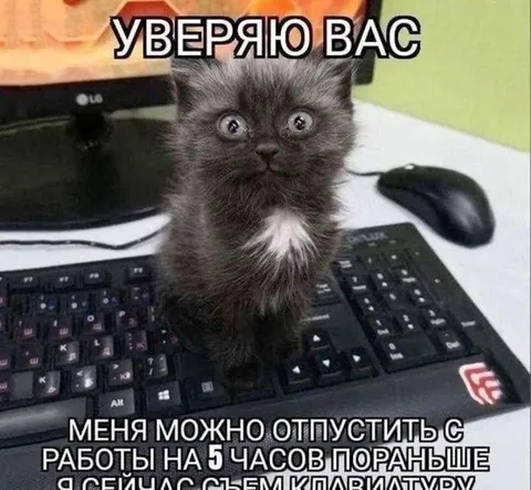 Котёнок съест клавиатуру