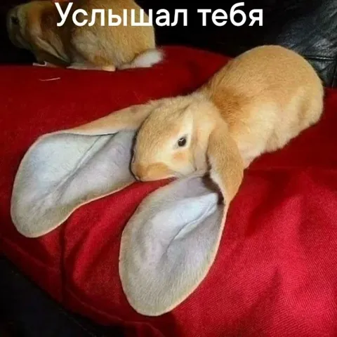 Услышал тебя кролик