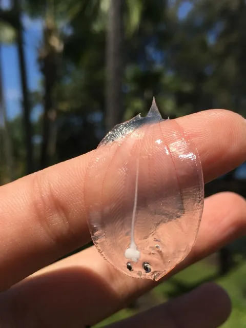 Прозрачное морское существо на пальце