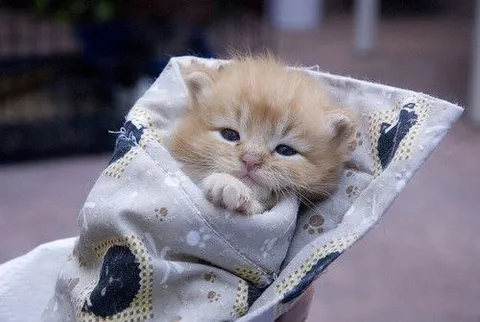 Котёнок, завёрнутый в одеяло
