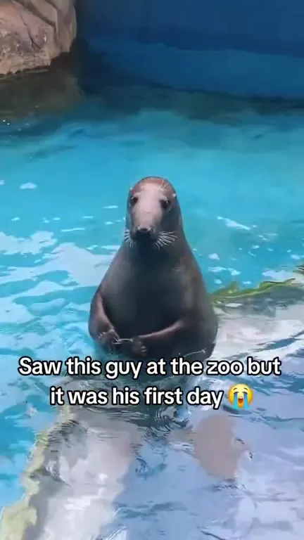 Shy Seal’s First Day