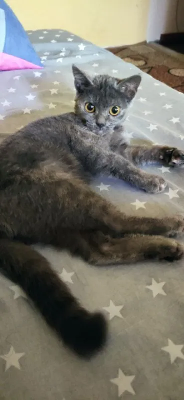 Кот с большими глазами